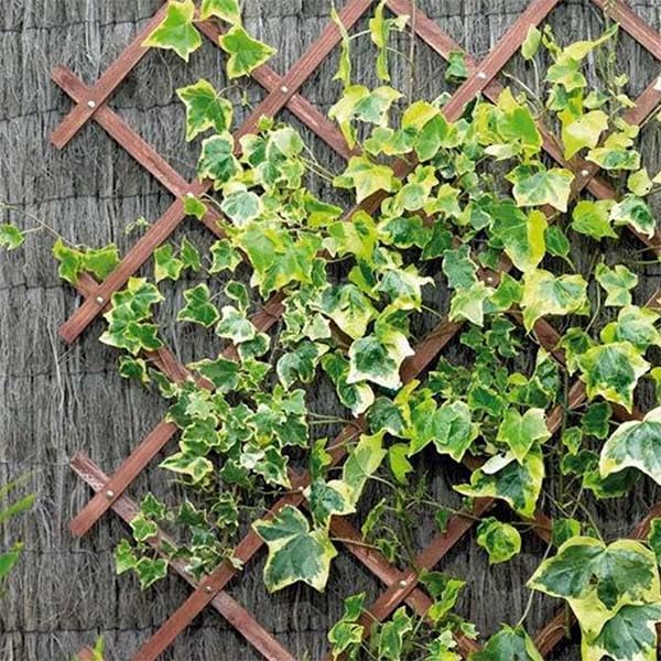 1.8 x 1.2 m Riveted Garden Trellis - Tan - Image 3
