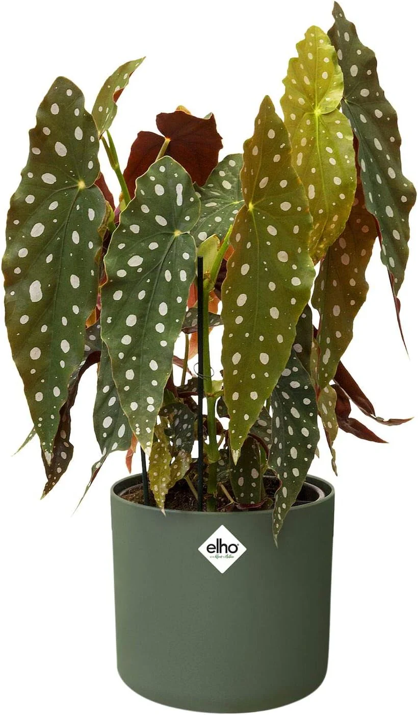 B.for Soft Round 16cm - Leaf Green - Image 6