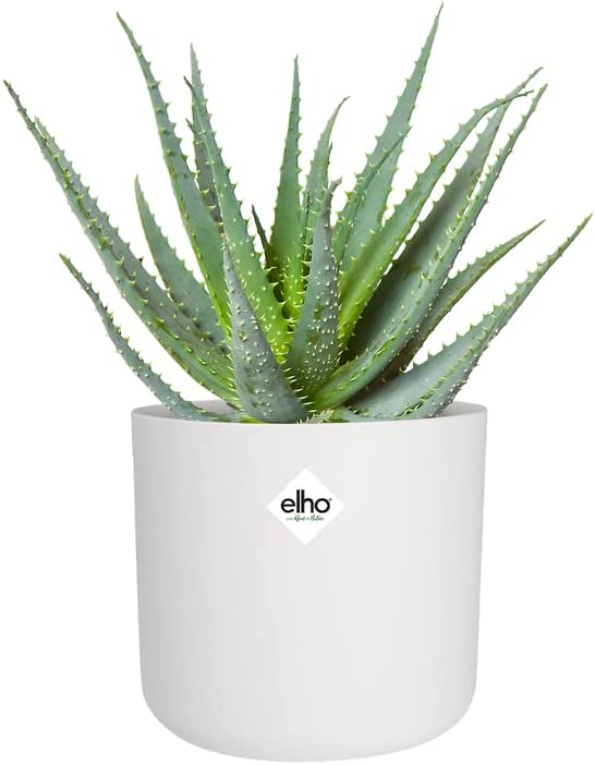 B.For Soft Round 22cm - White - Image 3