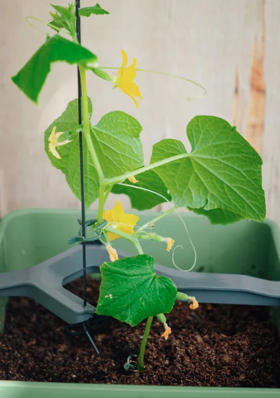 Curt Cucumber Planter Dark Green - Climbing Aid & Self-Watering System - Image 3