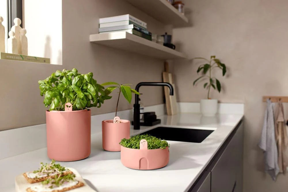 Amazing Avocado Grow Your Own Pot - Toffee Terra - Image 3
