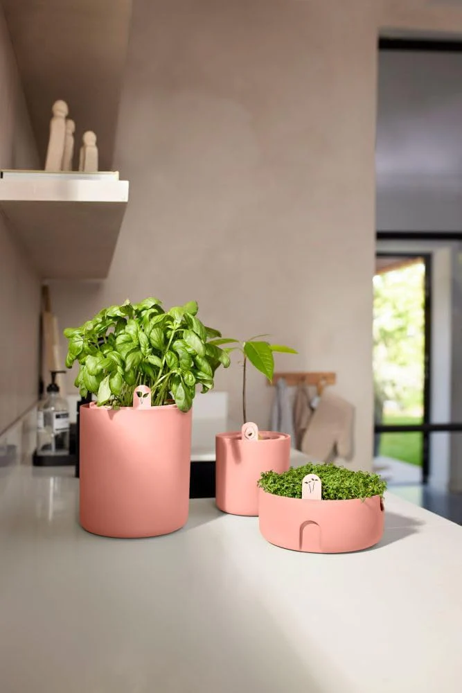 Amazing Avocado Grow Your Own Pot - Toffee Terra - Image 4
