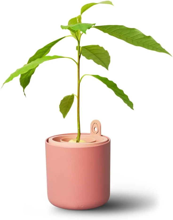 Amazing Avocado Grow Your Own Pot - Toffee Terra - Image 6