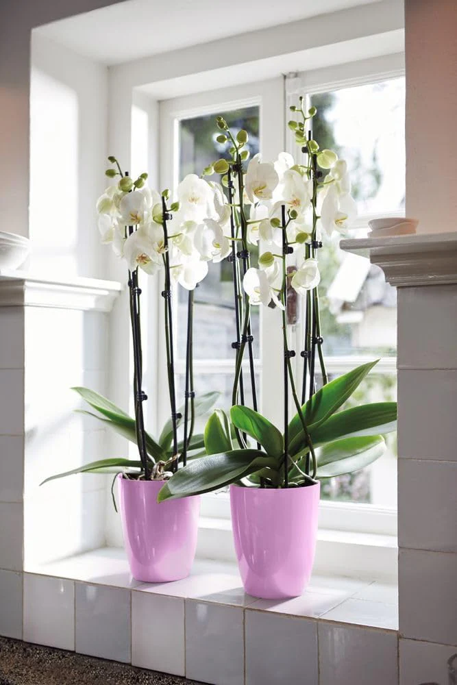 Brussels Diamond Orchid High 12.5cm - Vivid Violet - Image 2