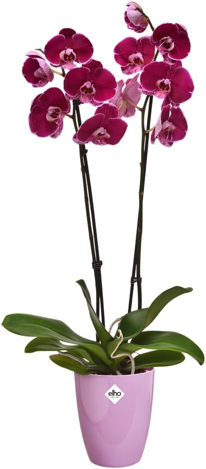 Brussels Diamond Orchid High 12.5cm - Vivid Violet - Image 7