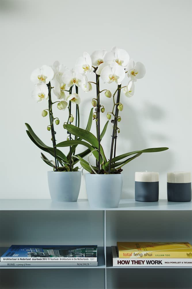 Brussels Orchid 12.5cm - Transparent - Image 2