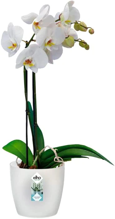 Brussels Orchid 12.5cm - Transparent - Image 4