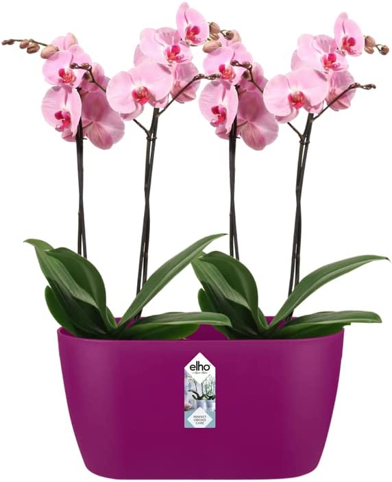 Brussels Orchid Duo 25cm - Cherry Red - Image 6