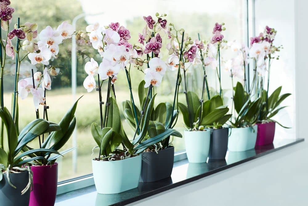 Brussels Orchid Duo 25cm - Cherry Red - Image 8