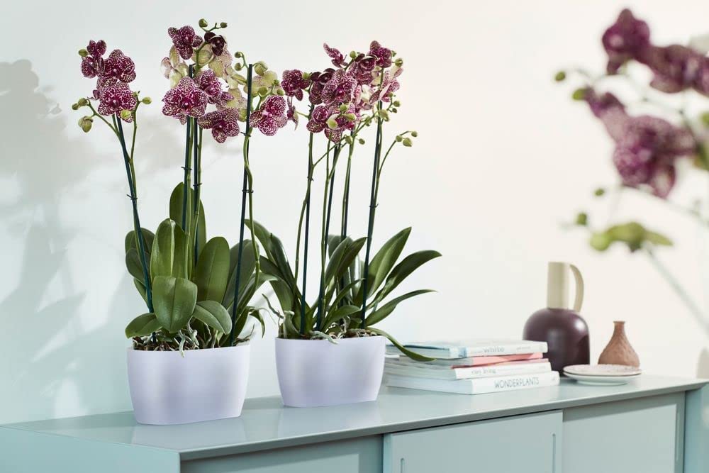 Brussels Orchid Duo 25cm - Transparent - Image 2