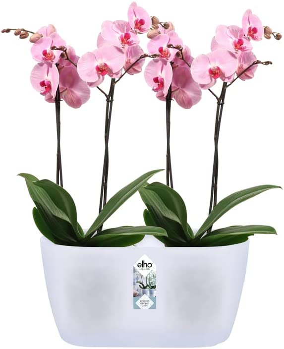 Brussels Orchid Duo 25cm - Transparent - Image 4