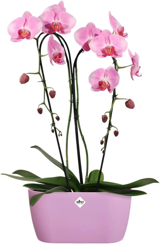 Brussels Orchid Duo 25cm - Vivid Violet - Image 2