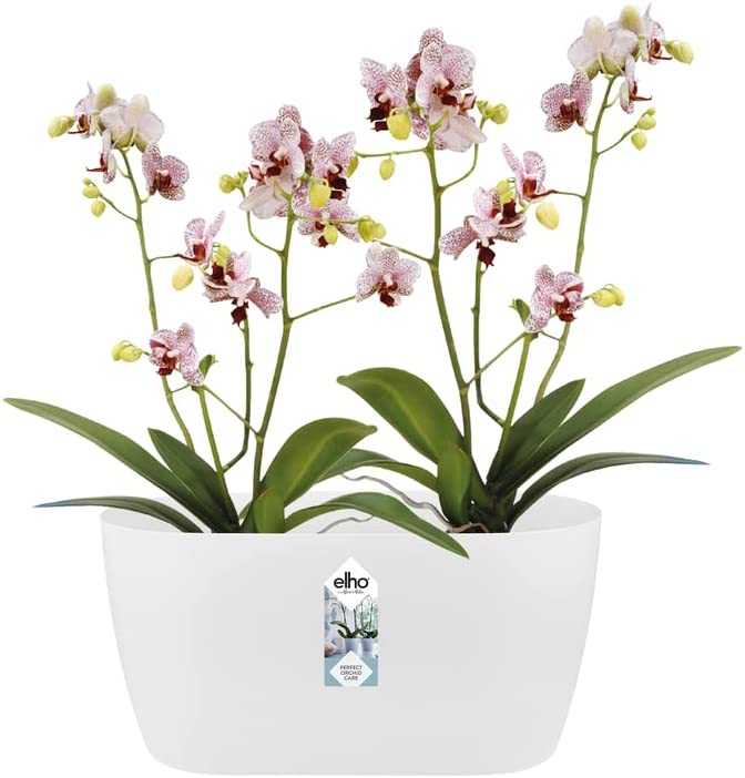 Brussels Orchid Duo 25cm - White - Image 4