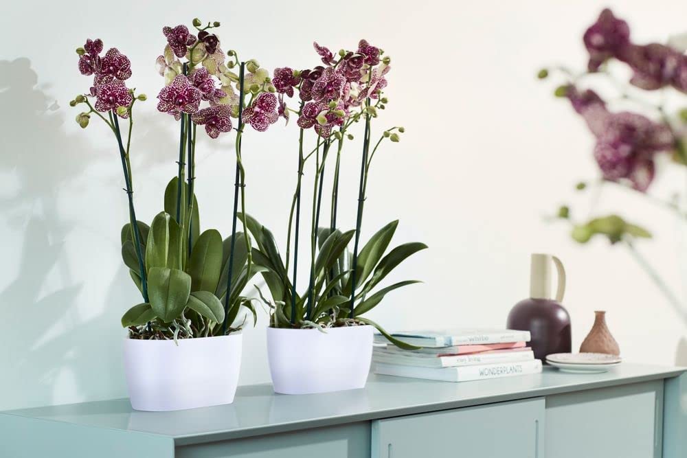 Brussels Orchid Duo 25cm - White - Image 6