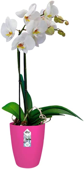 Brussels Orchid High 12.5cm - Cherry Red - Image 4