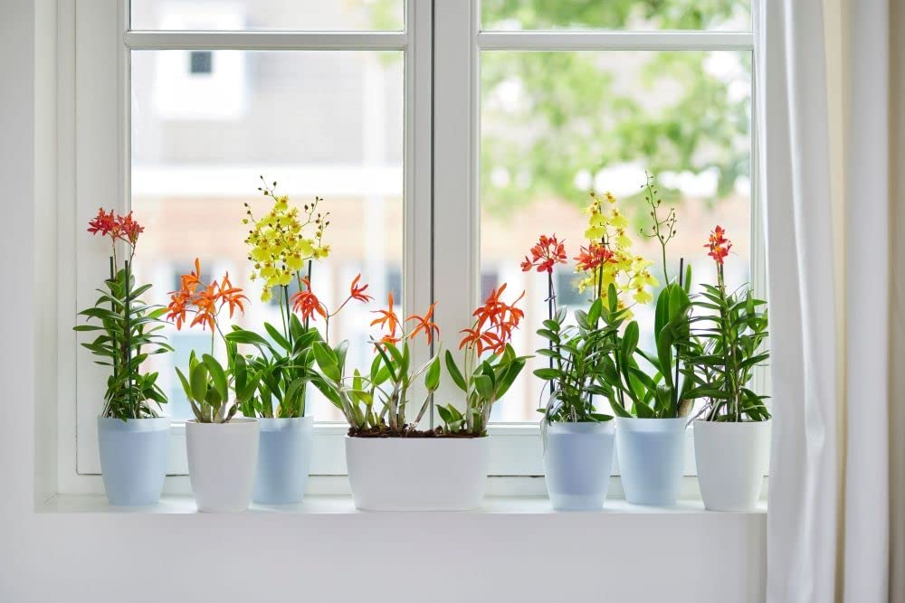 Brussels Orchid High 12.5cm - Transparent - Image 4