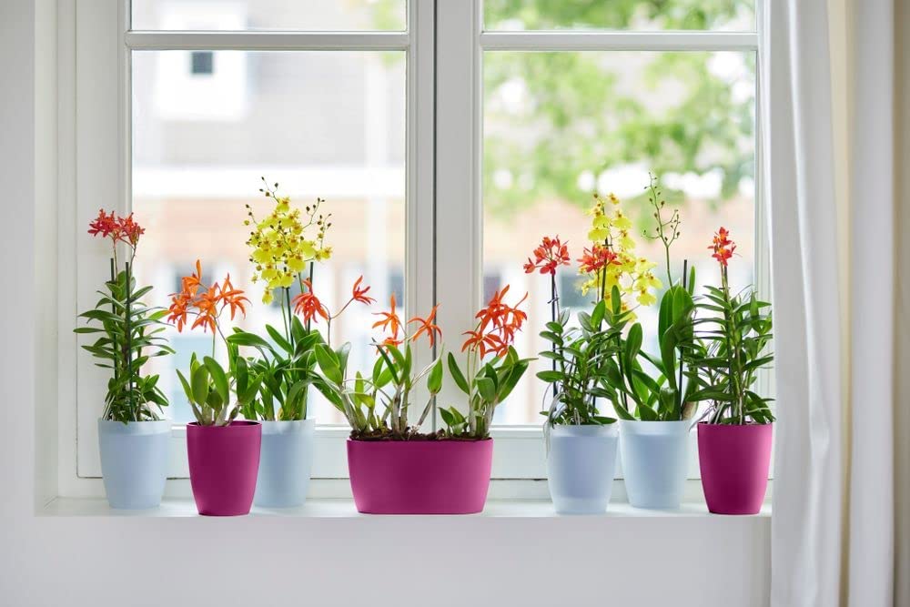 Brussels Orchid High 12.5cm - Transparent - Image 7