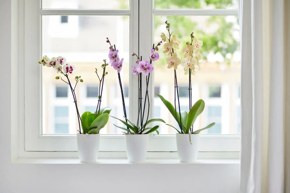 Brussels Orchid High 12.5cm - White - Image 2