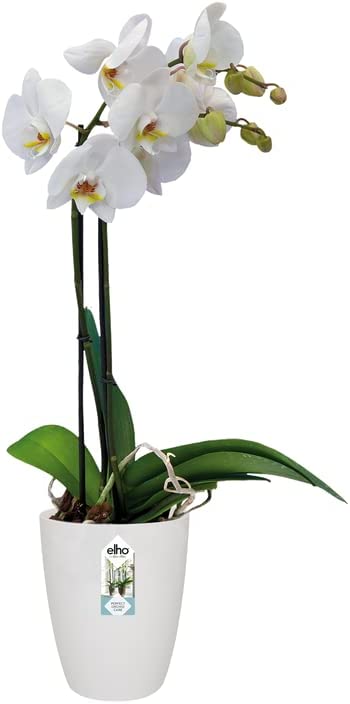 Brussels Orchid High 12.5cm - White - Image 5