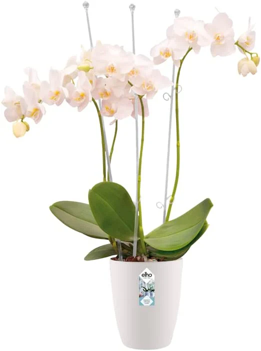 Brussels Orchid High 12.5cm - White - Image 8