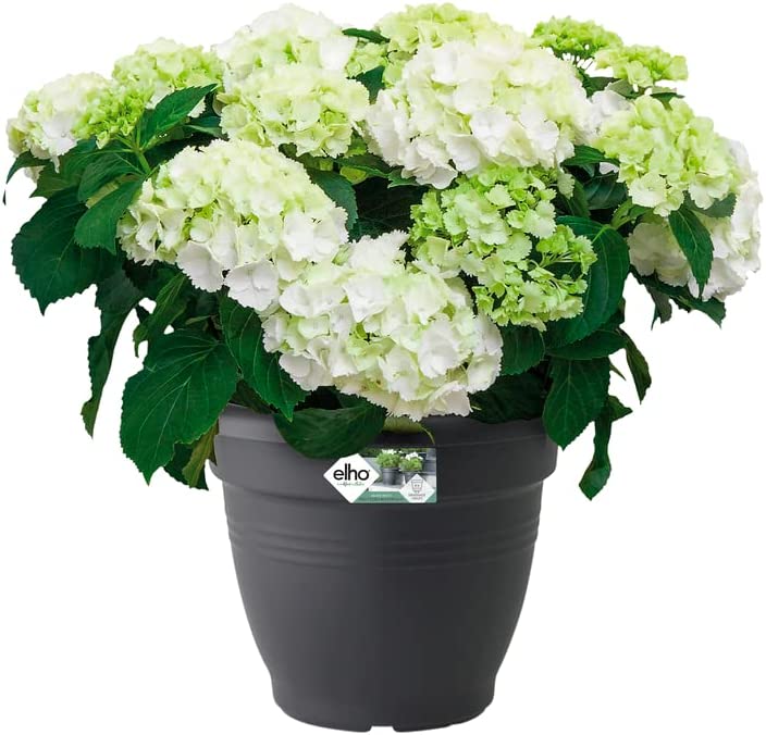 Green Basics Campana 30cm - Living Black - Image 3