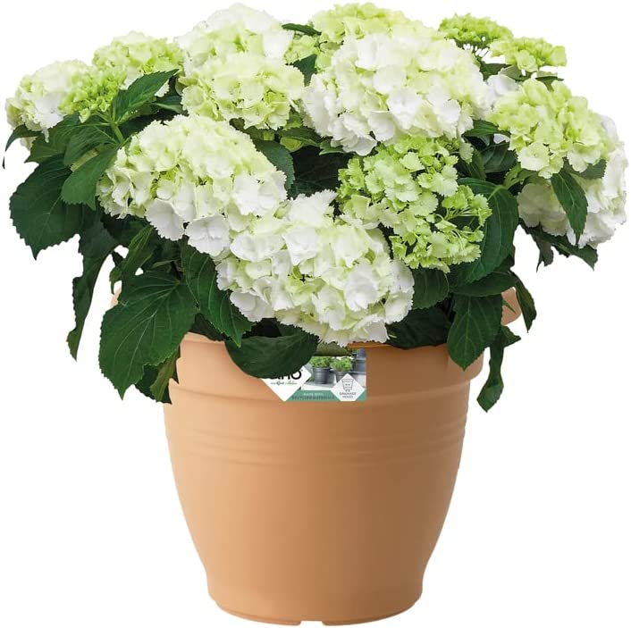Green Basics Campana 35cm - Mild Terra - Image 4