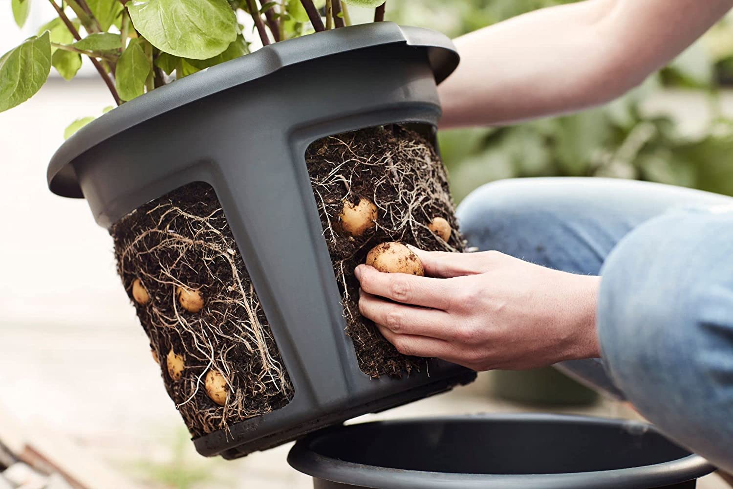 Green Basics Potato Pot 33cm - Living Black - Image 7