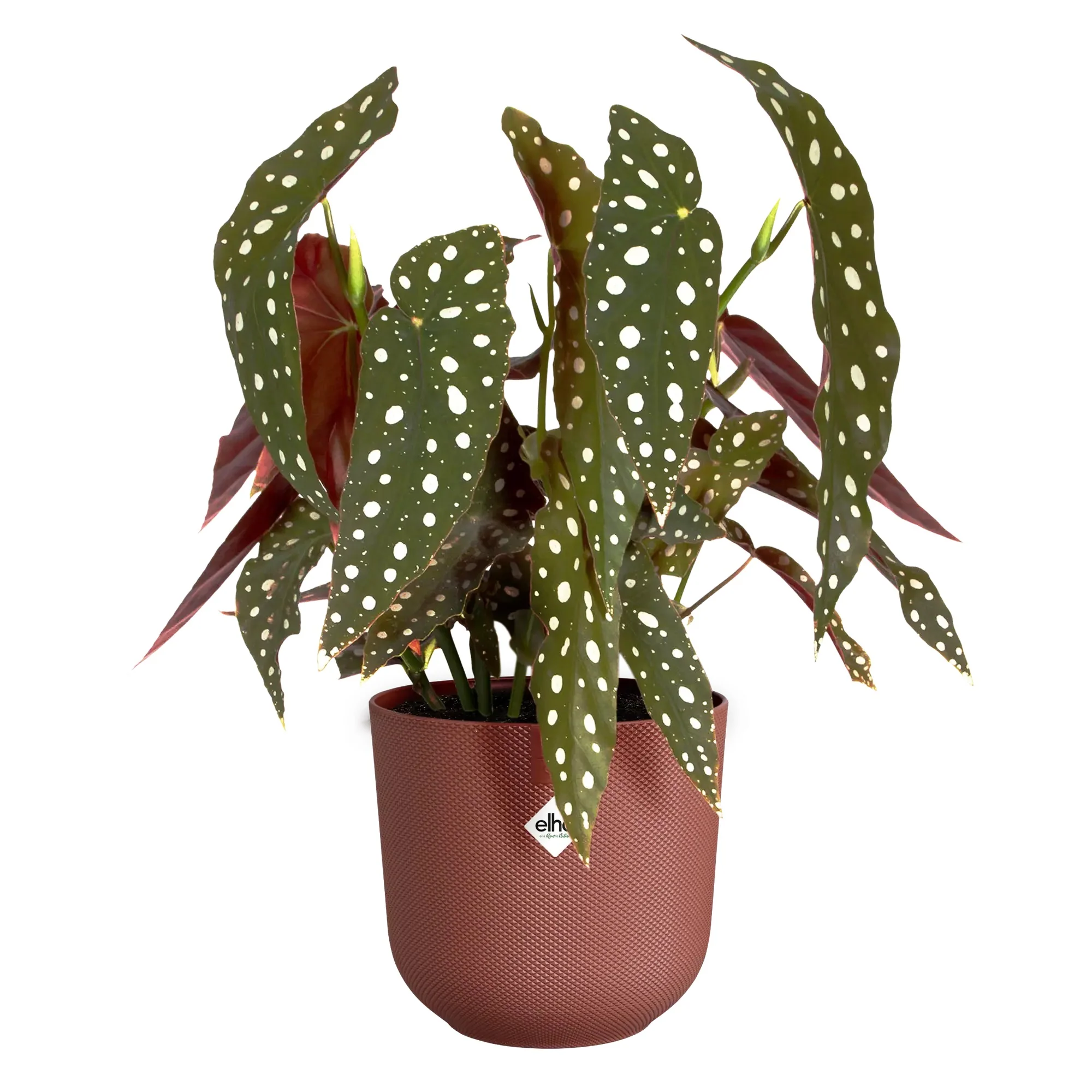 Jazz Round 14cm - Tuscan Red - Image 7
