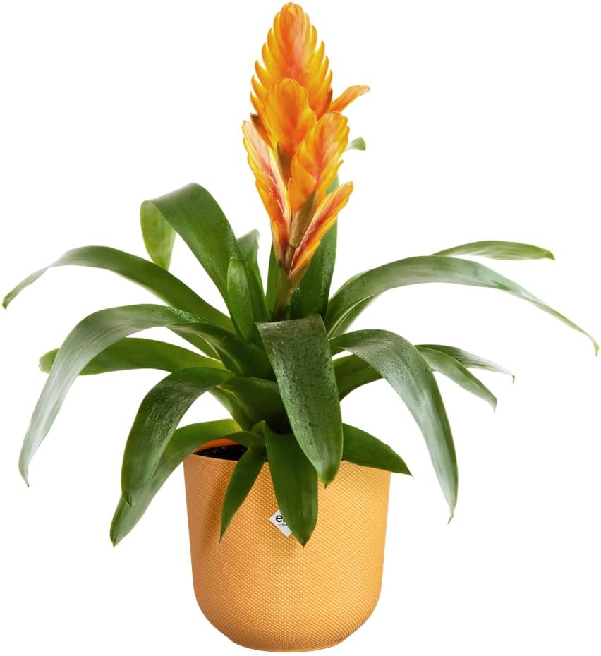 Jazz Round 16cm - Amber Yellow - Image 5