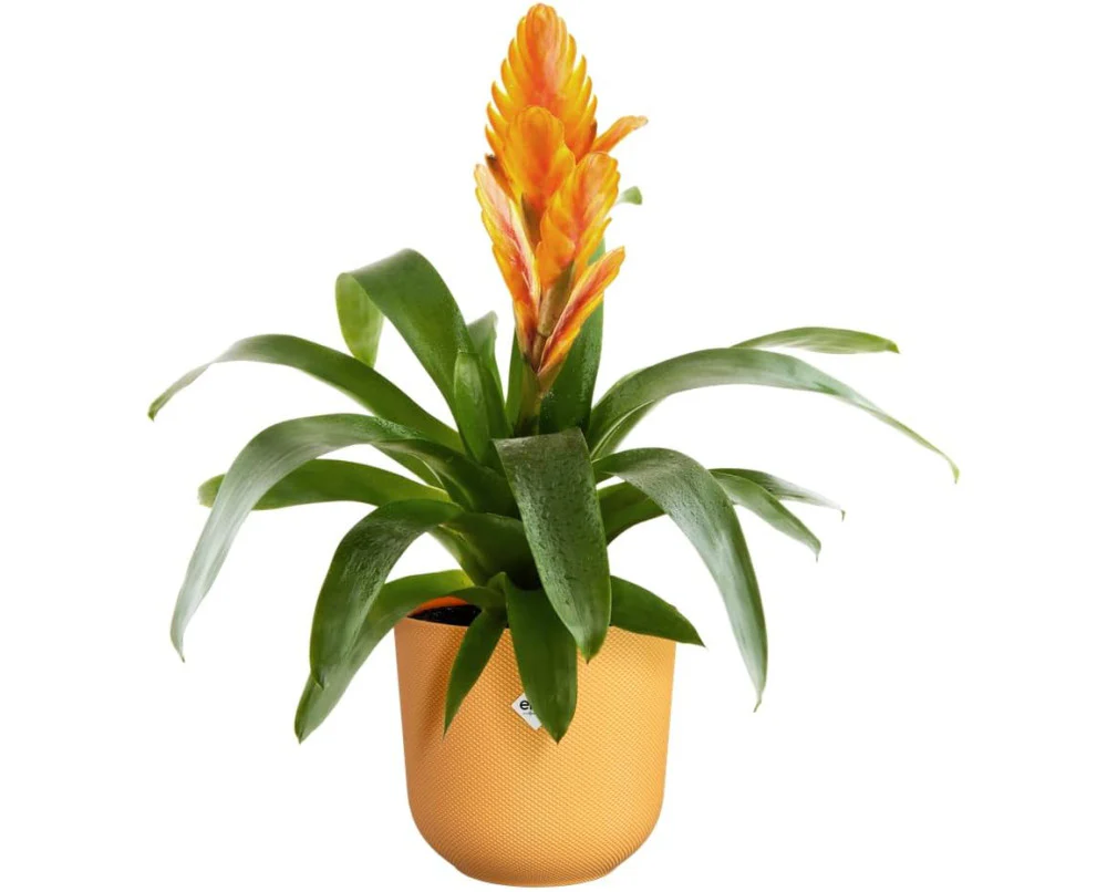 Jazz Round 23cm - Amber Yellow - Image 5