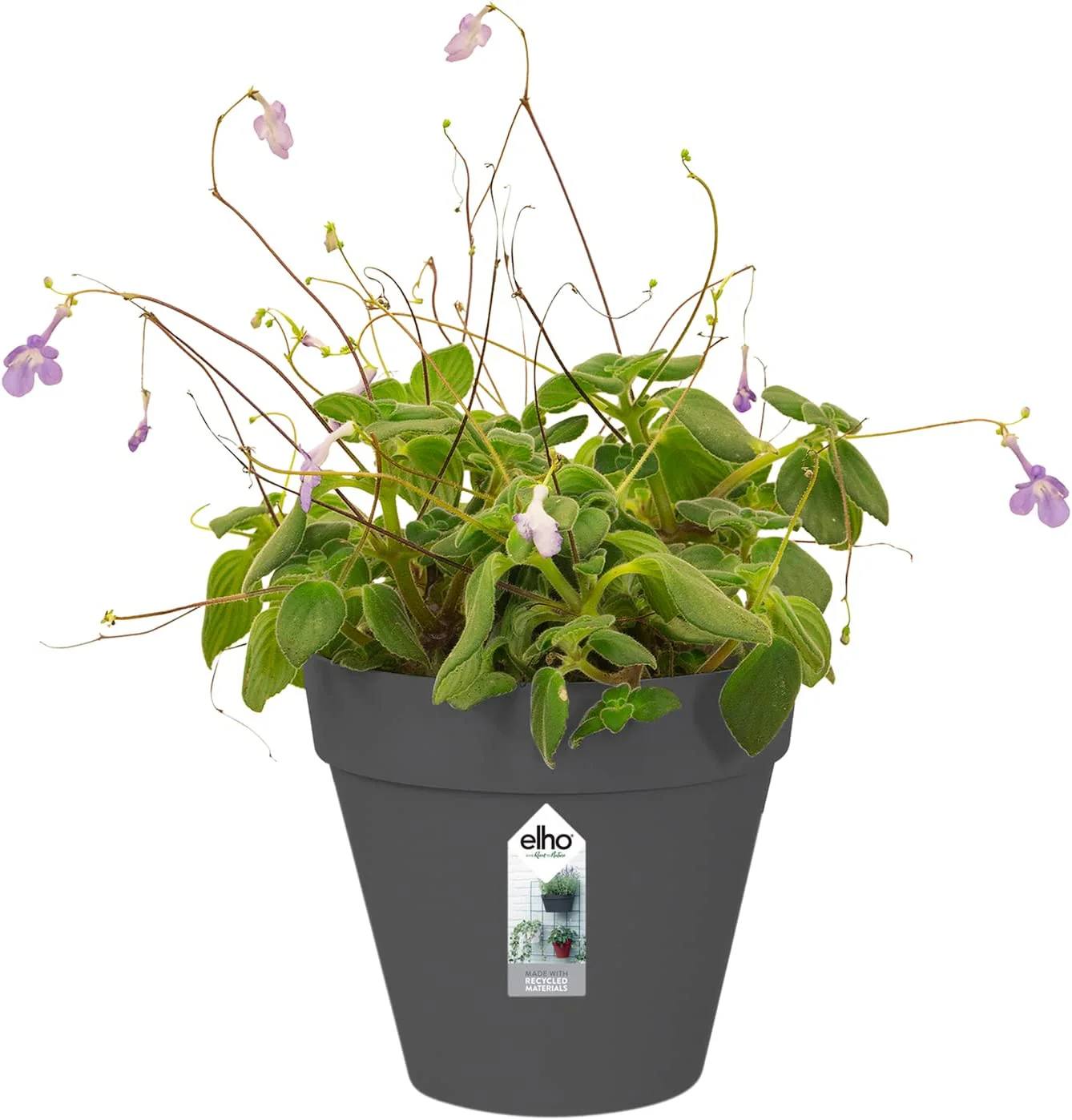 Loft Urban Green Wall Pot Single 15cm -Anthracite - Image 6