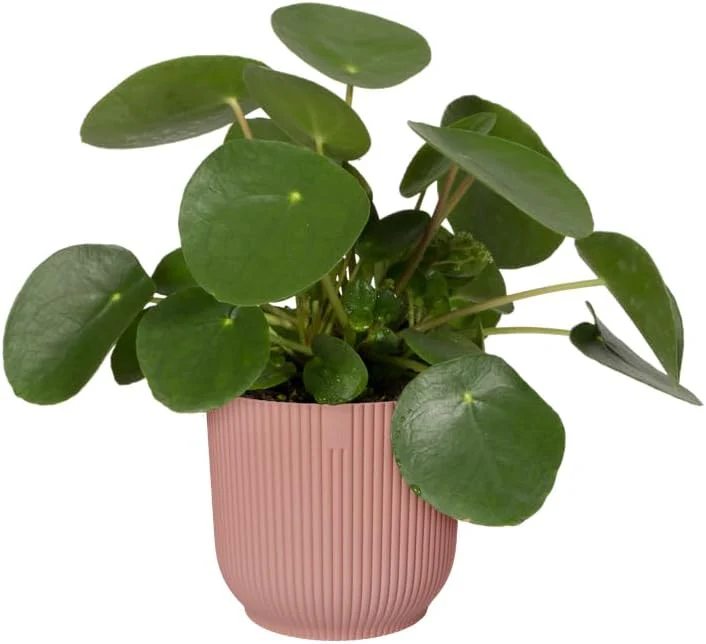 Vibes Fold Round 18cm Delicate Pink - Image 5