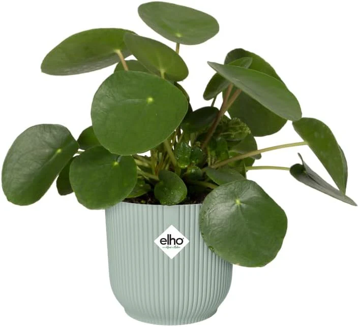 Vibes Fold Mini 9cm Round Sorbet Green - Image 5