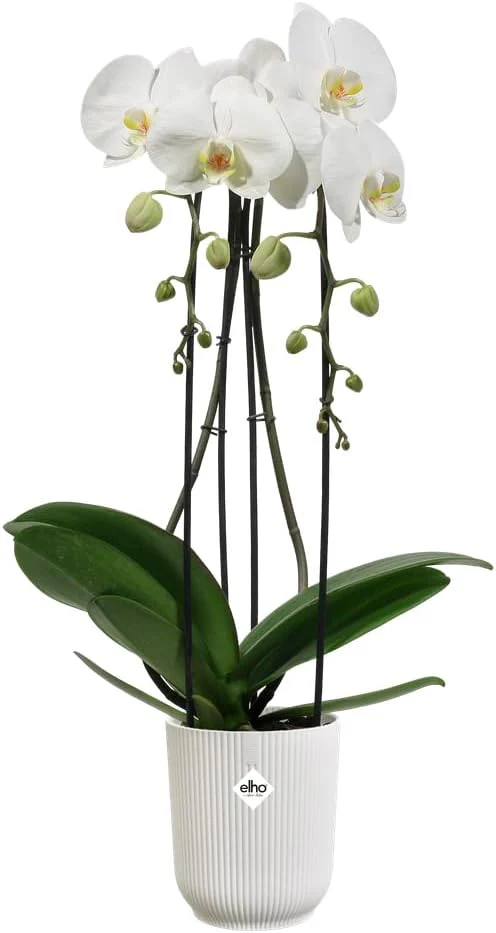 Vibes Fold Orchid High 12.5cm Silky White - Image 4