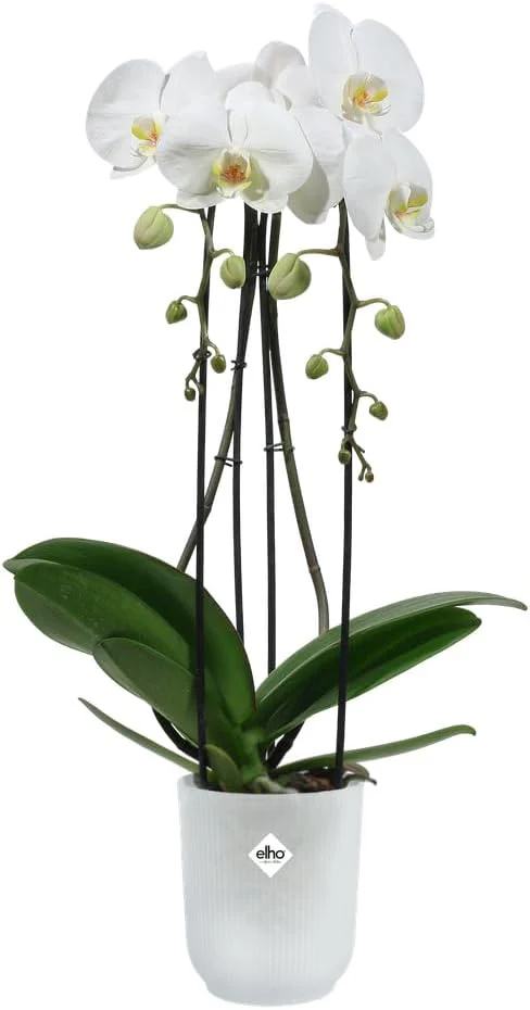 Vibes Fold Orchid High 12.5cm Transparent - Image 5