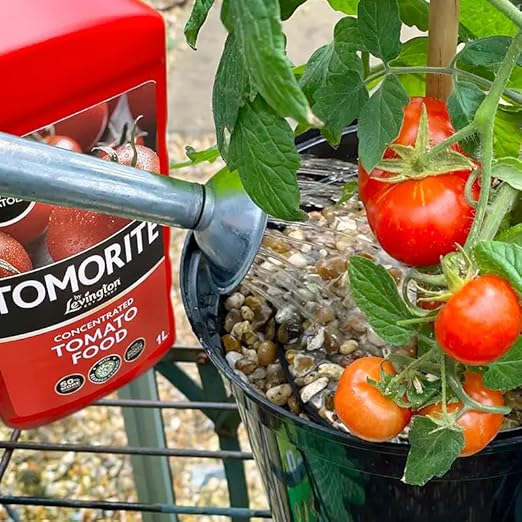 Levington Tomorite Concentrated Tomato Food 1.2L - Image 4