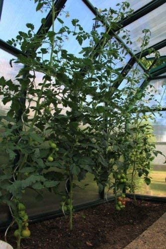 Eco Grow 6' x 12' Greenhouse - Green Frame & Twinwall Polycarbonate Panels - Image 2
