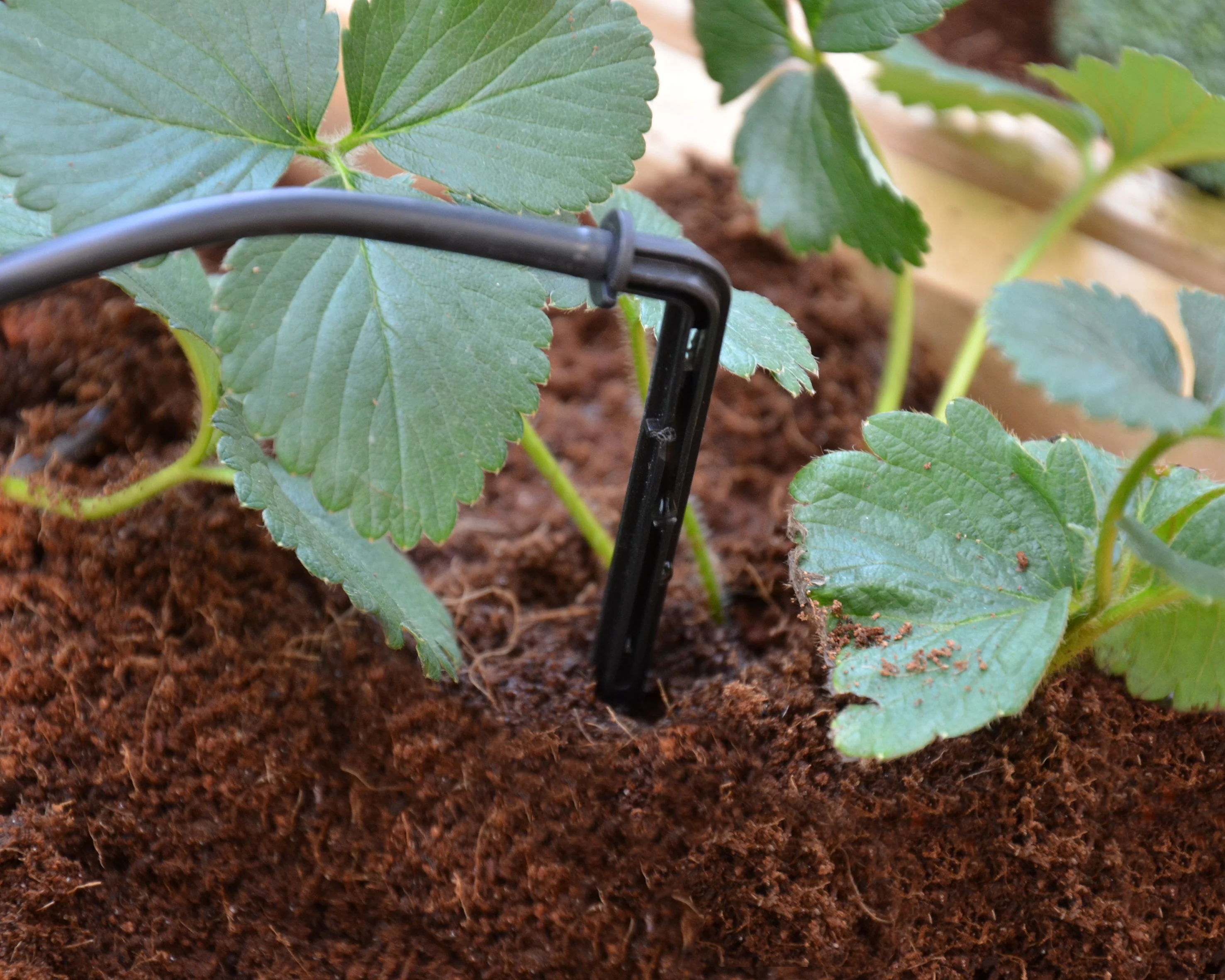 Drip Irrigation Kit - Image 5