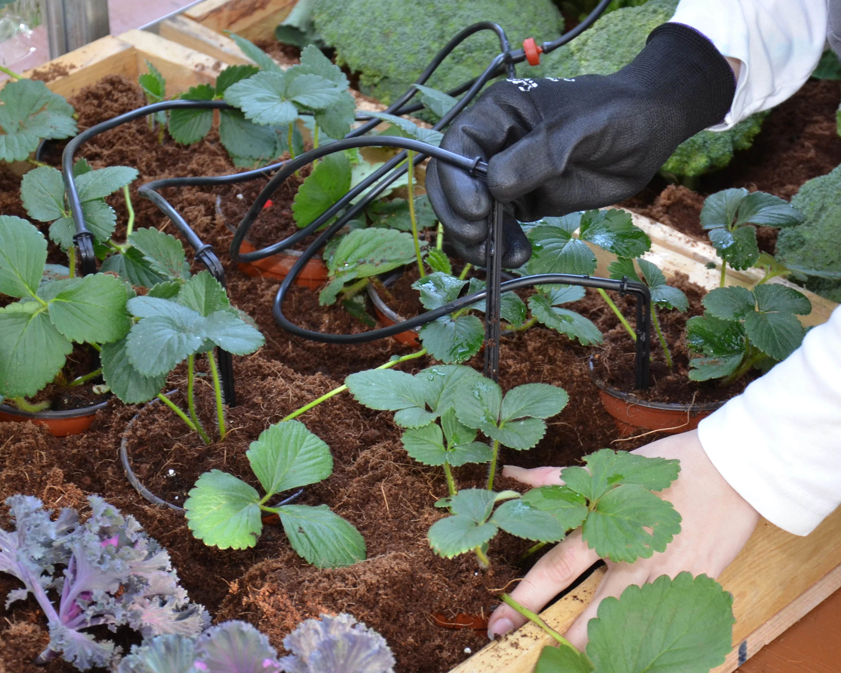 Drip Irrigation Kit - Image 6