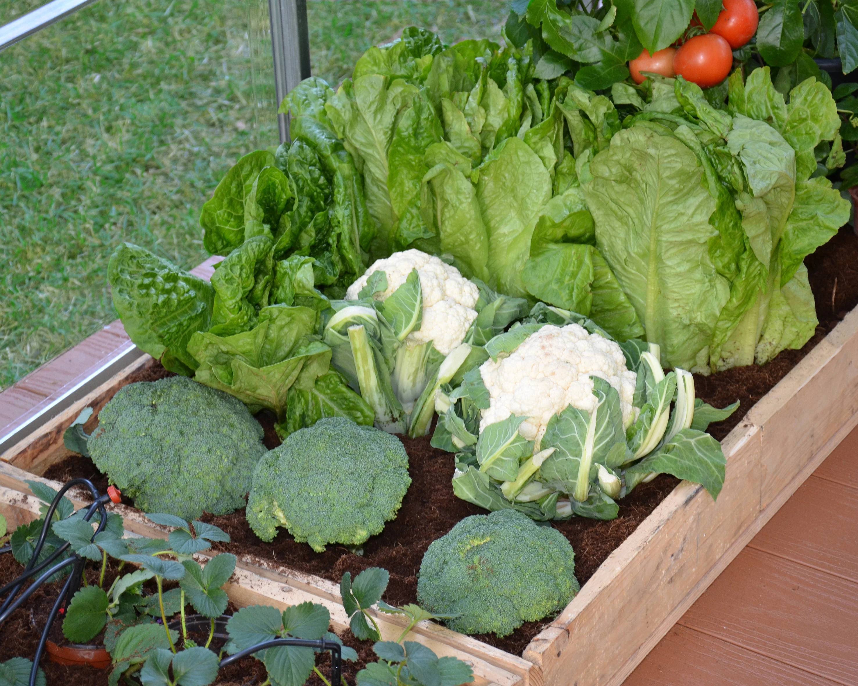 Drip Irrigation Kit - Image 7