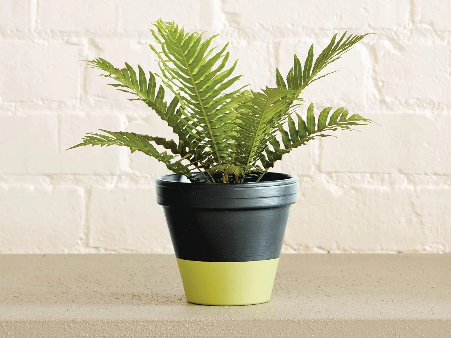 Ronseal Garden Paint Lime Zest 2.5L - Image 3