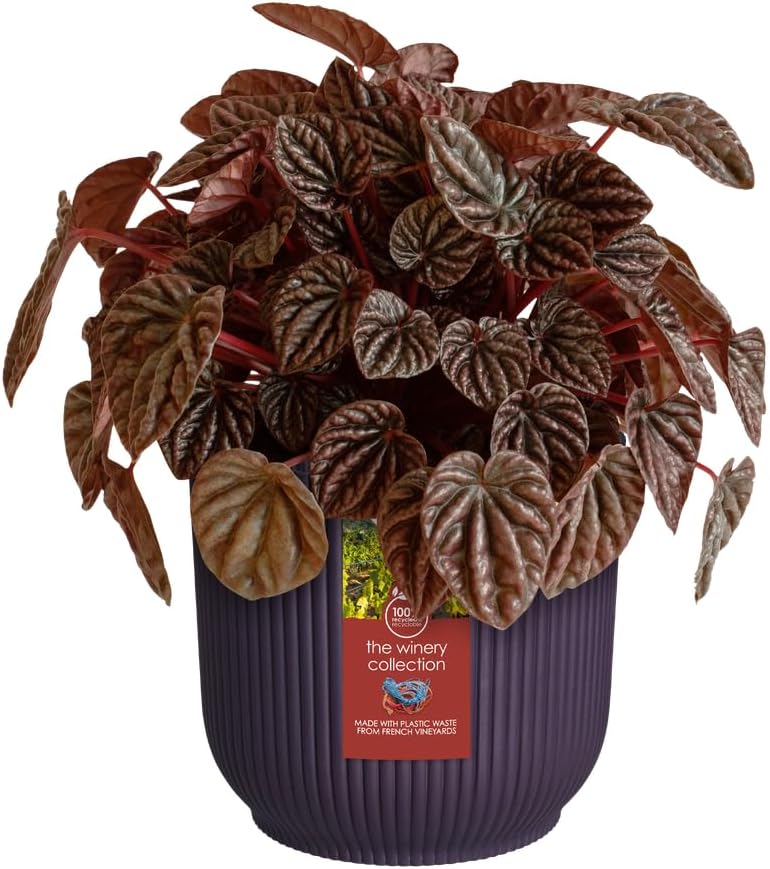 The Winery Collection 16cm - Deep Purple - Image 2