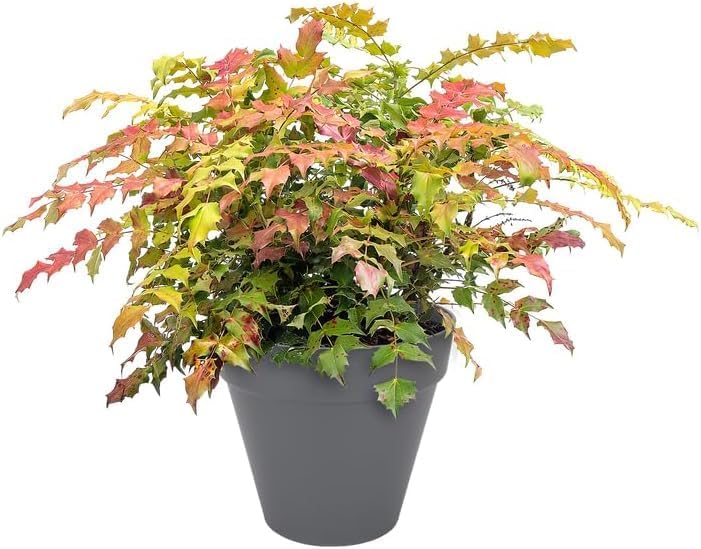 Urban Jungle Plant Pot - Indoor or Outdoor - 22cm Anthracite - Image 3